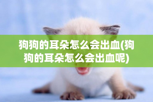 狗狗的耳朵怎么會出血(狗狗的耳朵怎么會出血呢)