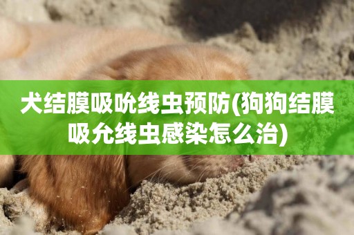犬結膜吸吮線蟲預防(狗狗結膜吸允線蟲感染怎么治)