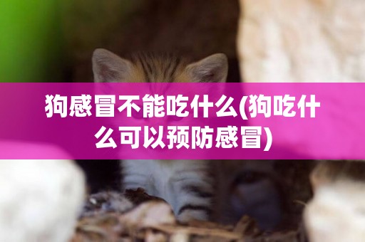 狗感冒不能吃什么(狗吃什么可以預防感冒)