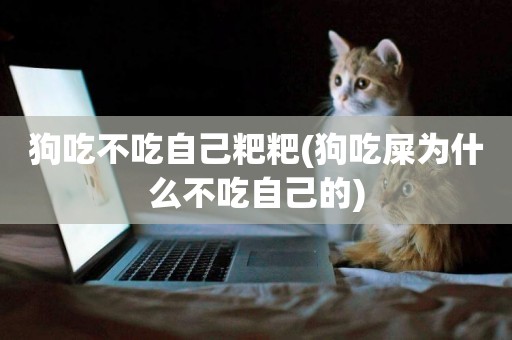 狗吃不吃自己粑粑(狗吃屎為什么不吃自己的)