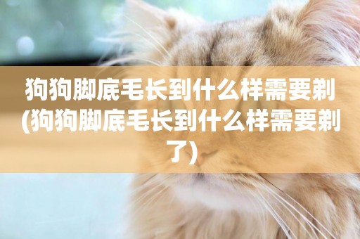 狗狗腳底毛長到什么樣需要剃(狗狗腳底毛長到什么樣需要剃了)