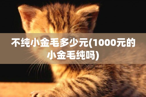 不純小金毛多少元(1000元的小金毛純嗎)
