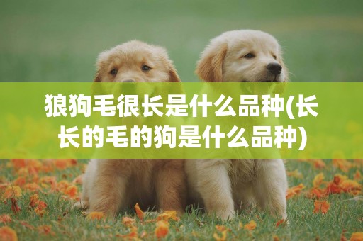 狼狗毛很長是什么品種(長長的毛的狗是什么品種)