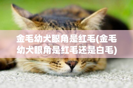 金毛幼犬眼角是紅毛(金毛幼犬眼角是紅毛還是白毛)
