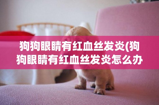 狗狗眼睛有紅血絲發炎(狗狗眼睛有紅血絲發炎怎么辦)