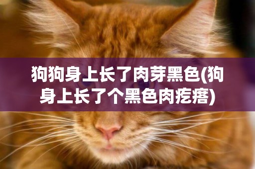 狗狗身上長了肉芽黑色(狗身上長了個黑色肉疙瘩)