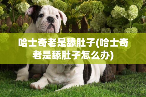 哈士奇老是舔肚子(哈士奇老是舔肚子怎么辦)