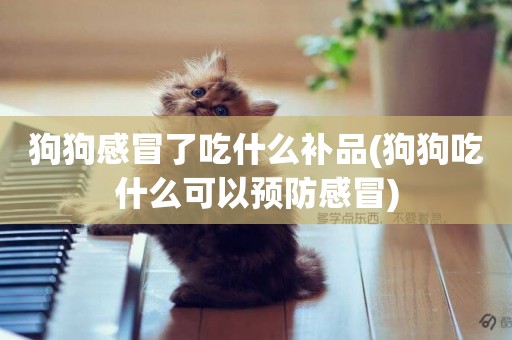 狗狗感冒了吃什么補品(狗狗吃什么可以預防感冒)