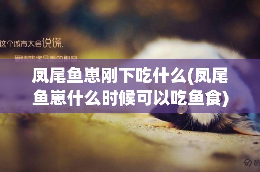 鳳尾魚崽剛下吃什么(鳳尾魚崽什么時候可以吃魚食)