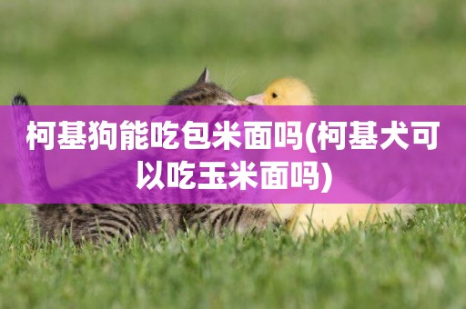 柯基狗能吃包米面嗎(柯基犬可以吃玉米面嗎)
