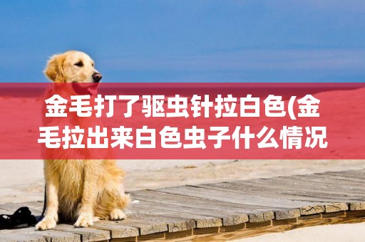 金毛打了驅蟲針拉白色(金毛拉出來白色蟲子什么情況)