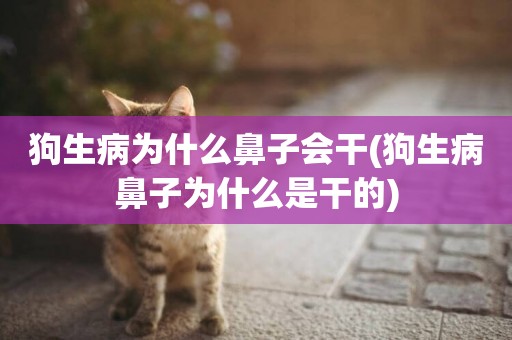 狗生病為什么鼻子會干(狗生病鼻子為什么是干的)