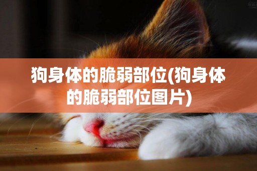 狗身體的脆弱部位(狗身體的脆弱部位圖片)
