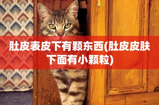 肚皮表皮下有顆東西(肚皮皮膚下面有小顆粒)