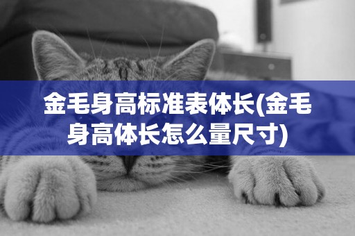 金毛身高標準表體長(金毛身高體長怎么量尺寸)