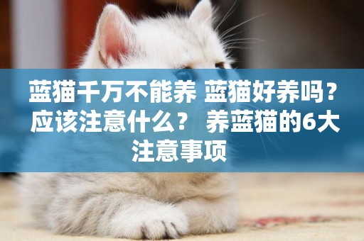 藍貓千萬不能養 藍貓好養嗎？ 應該注意什么？ 養藍貓的6大注意事項 