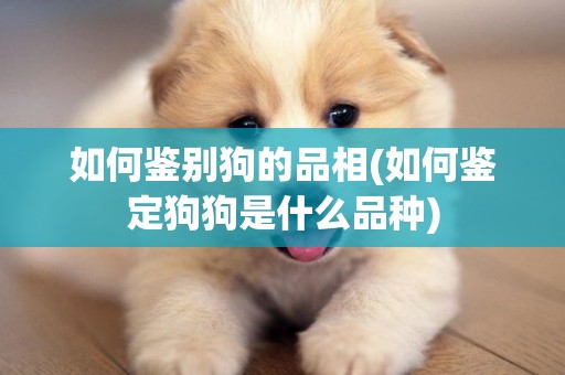 如何鑒別狗的品相(如何鑒定狗狗是什么品種)