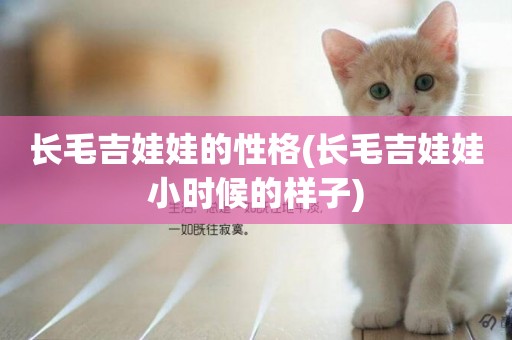 長毛吉娃娃的性格(長毛吉娃娃小時候的樣子)