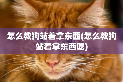 怎么教狗站著拿東西(怎么教狗站著拿東西吃)
