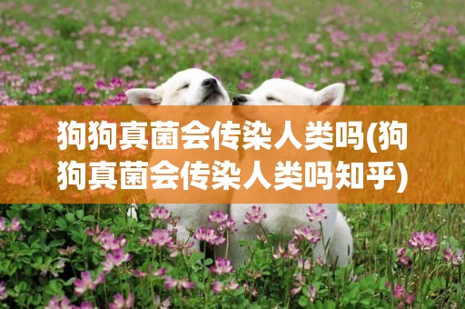 狗狗真菌會傳染人類嗎(狗狗真菌會傳染人類嗎知乎)