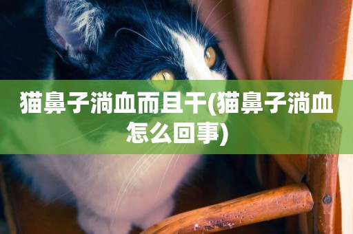 貓鼻子淌血而且干(貓鼻子淌血怎么回事)
