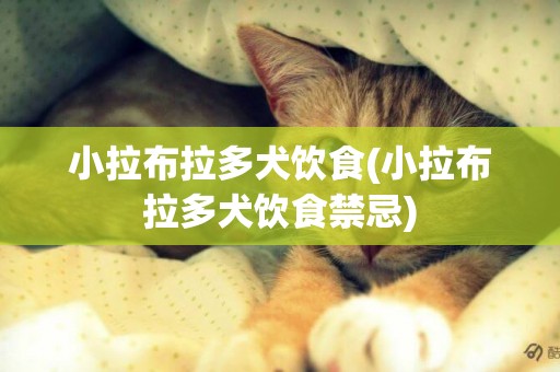 小拉布拉多犬飲食(小拉布拉多犬飲食禁忌)