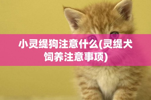 小靈緹狗注意什么(靈緹犬飼養注意事項)