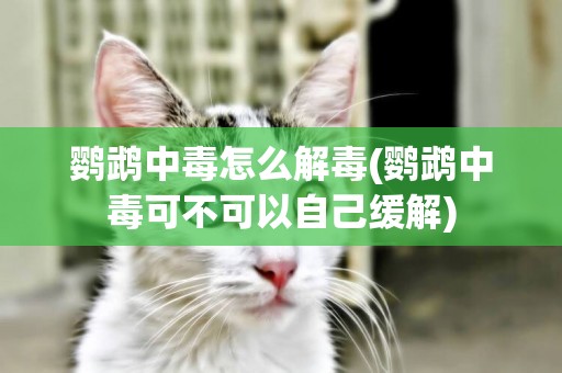 鸚鵡中毒怎么解毒(鸚鵡中毒可不可以自己緩解)