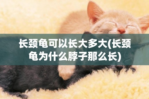 長頸龜可以長大多大(長頸龜為什么脖子那么長)