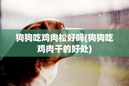 狗狗吃雞肉松好嗎(狗狗吃雞肉干的好處)