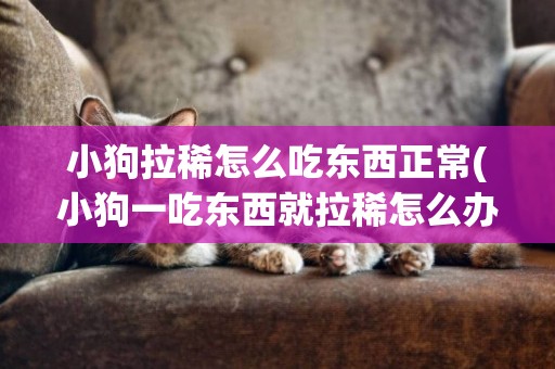 小狗拉稀怎么吃東西正常(小狗一吃東西就拉稀怎么辦)