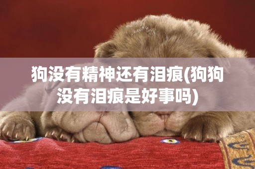 狗沒有精神還有淚痕(狗狗沒有淚痕是好事嗎)