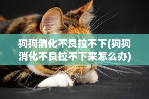 狗狗消化不良拉不下(狗狗消化不良拉不下來怎么辦)