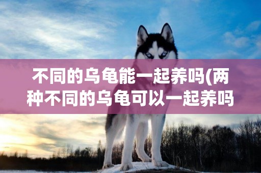 不同的烏龜能一起養嗎(兩種不同的烏龜可以一起養嗎)