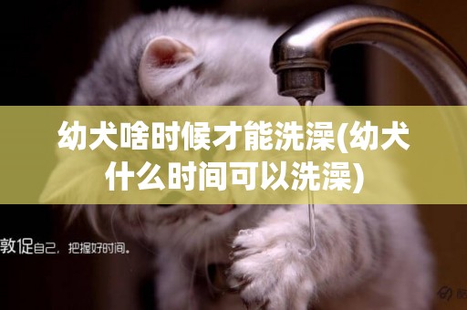 幼犬啥時候才能洗澡(幼犬什么時間可以洗澡)