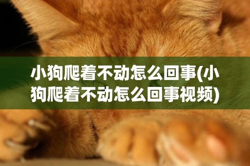 小狗爬著不動怎么回事(小狗爬著不動怎么回事視頻)