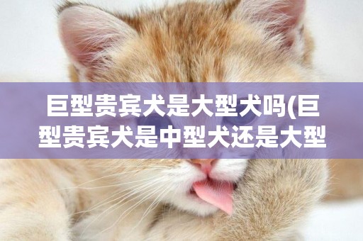 巨型貴賓犬是大型犬嗎(巨型貴賓犬是中型犬還是大型犬)
