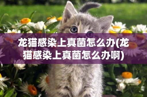 龍貓感染上真菌怎么辦(龍貓感染上真菌怎么辦啊)