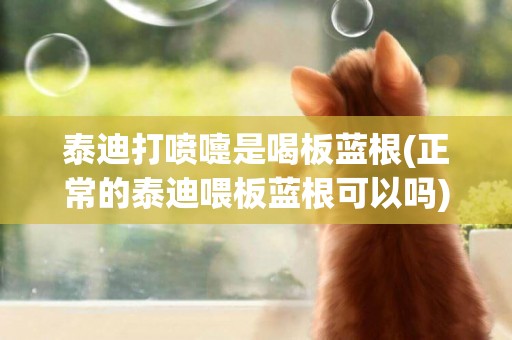 泰迪打噴嚏是喝板藍根(正常的泰迪喂板藍根可以嗎)