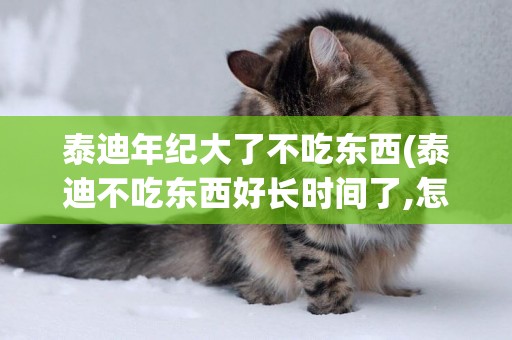 泰迪年紀大了不吃東西(泰迪不吃東西好長時間了,怎么辦?)