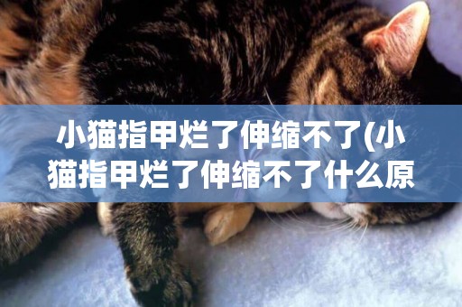 小貓指甲爛了伸縮不了(小貓指甲爛了伸縮不了什么原因)