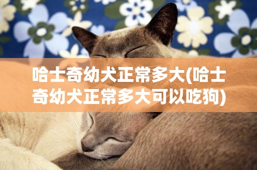 哈士奇幼犬正常多大(哈士奇幼犬正常多大可以吃狗)