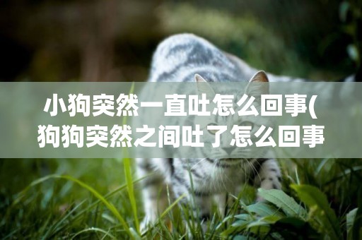小狗突然一直吐怎么回事(狗狗突然之間吐了怎么回事)