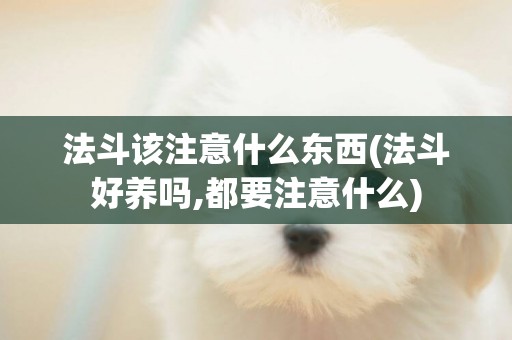 法斗該注意什么東西(法斗好養嗎,都要注意什么)