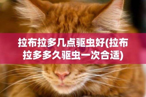 拉布拉多幾點驅蟲好(拉布拉多多久驅蟲一次合適)