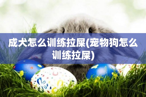 成犬怎么訓練拉屎(寵物狗怎么訓練拉屎)