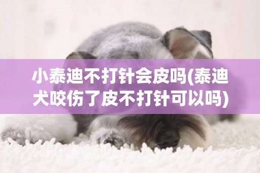 小泰迪不打針會皮嗎(泰迪犬咬傷了皮不打針可以嗎)