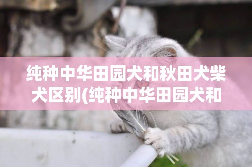 純種中華田園犬和秋田犬柴犬區別(純種中華田園犬和秋田犬柴犬區別圖)