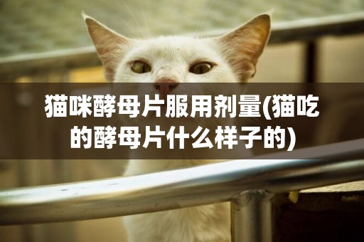 貓咪酵母片服用劑量(貓吃的酵母片什么樣子的)