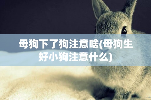母狗下了狗注意啥(母狗生好小狗注意什么)